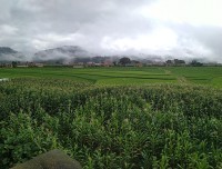 Balthali Rice field