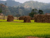 Mustard field