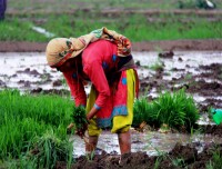 Collecting Rice Plant